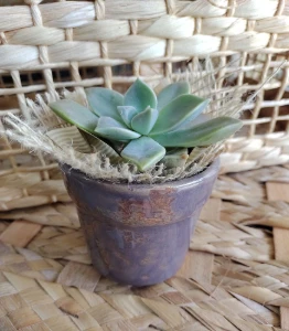 Vaso de Cerâmica para Mini Suculenta - Cores - Artesanato e Personalizados