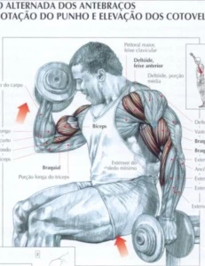 Guia dos movimentos de musculação - Cursos e Treinamentos