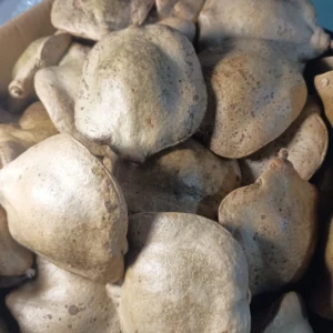 Pacote com 7 Frutos Secos Fechados de Jacarandá - Artesanato e Personalizados