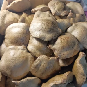Pacote com 7 Frutos Secos Fechados de Jacarandá - Artesanato e Personalizados