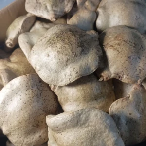 Pacote com 7 Frutos Secos Fechados de Jacarandá - Artesanato e Personalizados