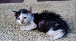 Gato doente - Doações