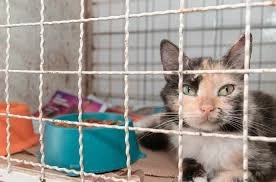 Faça sua doação aqui para ajudar os animais de Londrina/PR - Doações