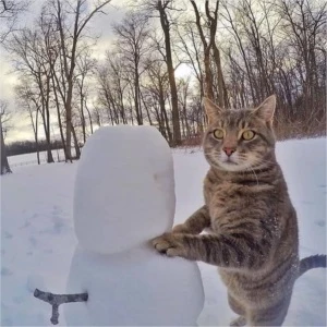 MAIS DE 5 MIL FOTOS DE GATOS - Outros