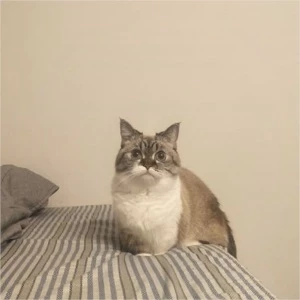 MAIS DE 5 MIL FOTOS DE GATOS - Outros