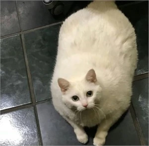 MAIS DE 5 MIL FOTOS DE GATOS - Outros