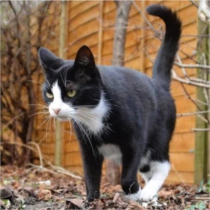 MAIS DE 5 MIL FOTOS DE GATOS - Outros