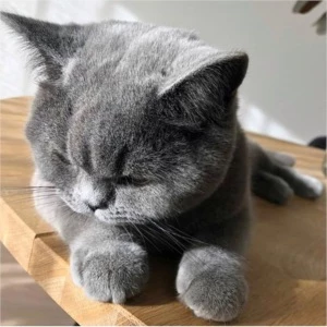 MAIS DE 5 MIL FOTOS DE GATOS - Outros