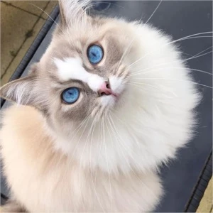 MAIS DE 5 MIL FOTOS DE GATOS - Outros