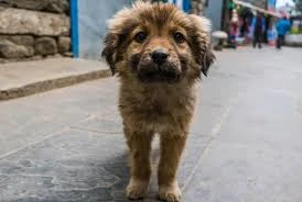 Ajude Os Dog Da Rua - Sergipe