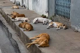 Ajude Os Dog Da Rua - Sergipe - Doações