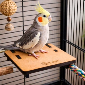 Plataforma para Calopsita e Periquito - Flap Pet - Artesanato e Personalizados