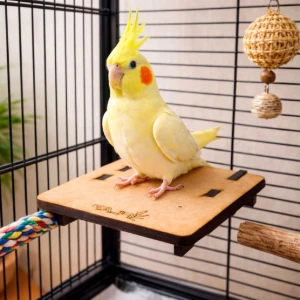 Plataforma para Calopsita e Periquito - Flap Pet - Artesanato e Personalizados