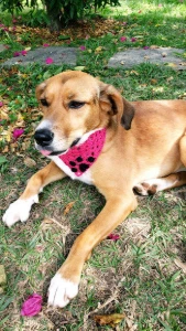 Bandana Pet em Crochê - Artesanato e Personalizados