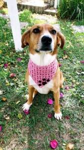 Bandana Pet em Crochê - Artesanato e Personalizados