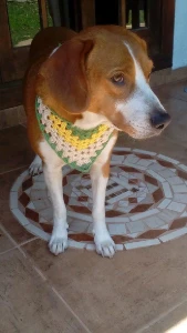 Bandana Pet em Crochê - Artesanato e Personalizados