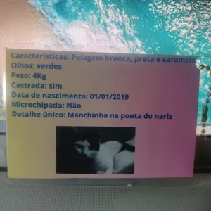 Kit Pet Personalizado com RG e Plaquinha - Artesanato e Personalizados