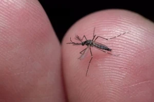 tudo sobre a chikungunya - eBooks