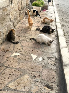 alimento para gatos - Doações