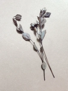 Flores secas - Chuvisco (10 unidades) - Artesanato e Personalizados
