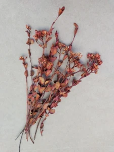 Flores secas - Chuvisco (10 unidades) - Artesanato e Personalizados