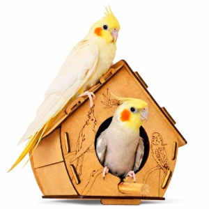 Casinha para Calopsita, Periquito e Agapornis - Flap Pet