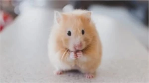 Doação para um hamster - Doações