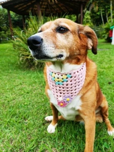 Bandana Pet em Crochê com Florzinhas - Artesanato e Personalizados