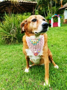 Bandana Pet em Crochê com Florzinhas - Artesanato e Personalizados