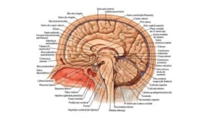 Netter Atlas De Anatomia Humana 6ª edição português. - Outros