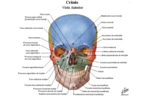 Netter Atlas De Anatomia Humana 6ª edição português. - Outros