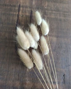 Patinha de Coelho Laguros - Pacote com 10 Hastes - Artesanato e Personalizados