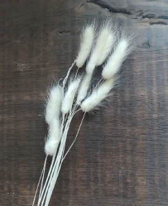 Patinha de Coelho Laguros - Pacote com 10 Hastes - Artesanato e Personalizados