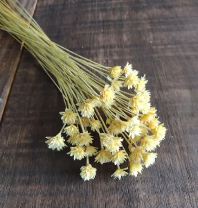 Flores Secas: Espeta Nariz com 36 unidades - Artesanato e Personalizados