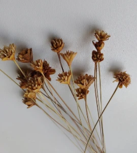 Flores Secas: Espeta Nariz com 36 unidades - Artesanato e Personalizados