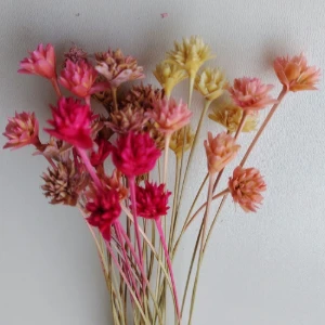 Flores Secas: Espeta Nariz com 36 unidades - Artesanato e Personalizados