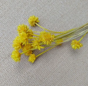 Flores Secas: Espeta Nariz com 36 unidades - Artesanato e Personalizados