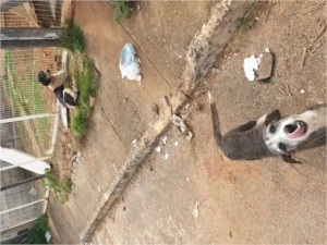 Doação Cães Abandonados - Donations
