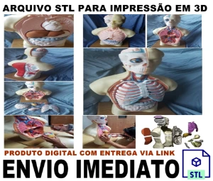 STL Para Impressão 3D - Anatomia Torso Humano