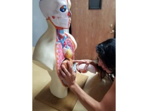 STL Para Impressão 3D - Anatomia Torso Humano - Outros