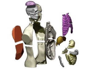 STL Para Impressão 3D - Anatomia Torso Humano - Outros