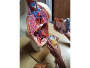 STL Para Impressão 3D - Anatomia Torso Humano - Outros