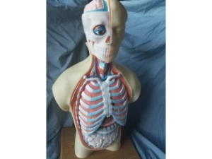 STL Para Impressão 3D - Anatomia Torso Humano - Outros
